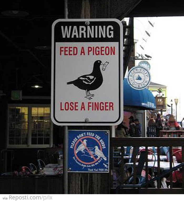 Feed A Pigeon