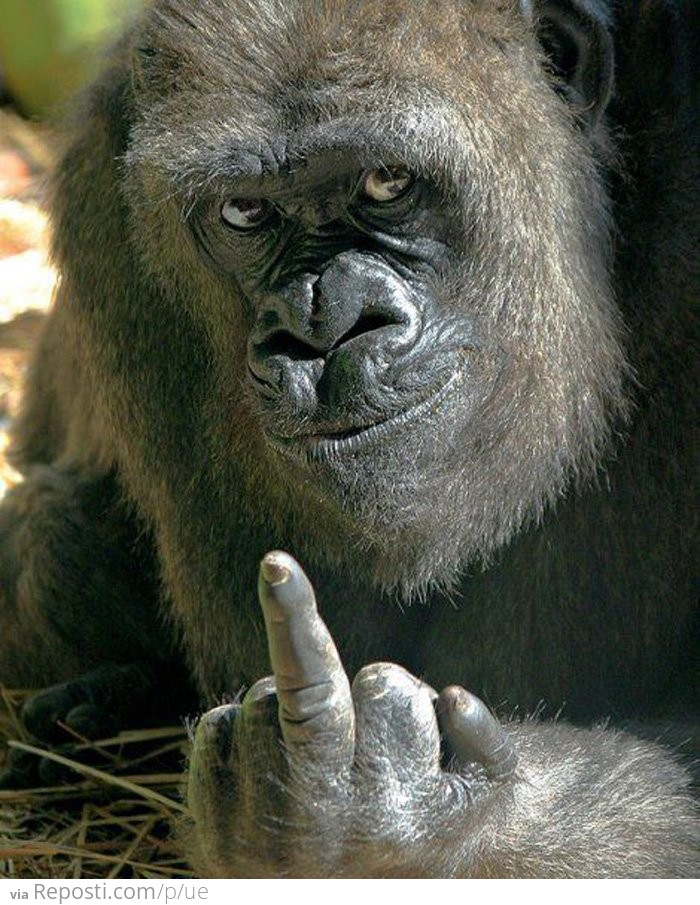 Gorilla Hates You