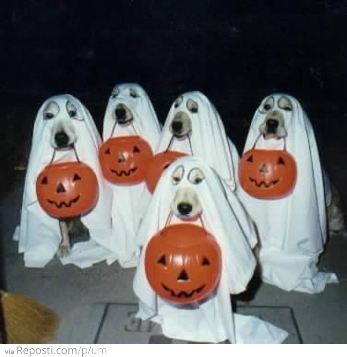 Halloween Dogs