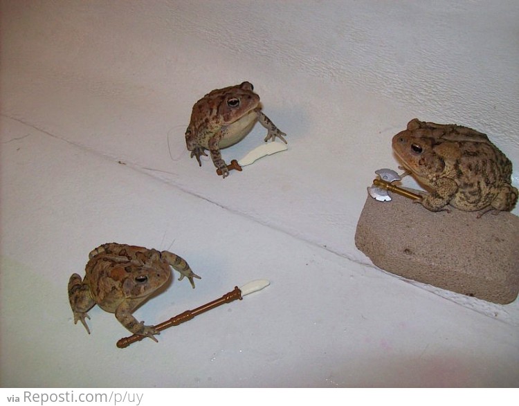 Toad Fight