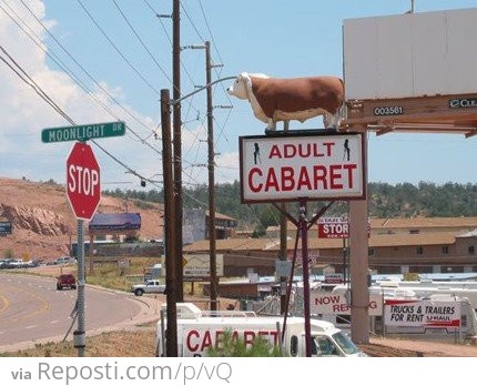 Adult Cow Cabaret