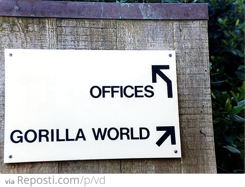 Offices vs Gorilla World