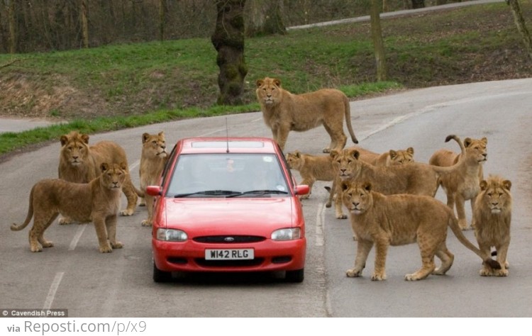 Lions Surround Us