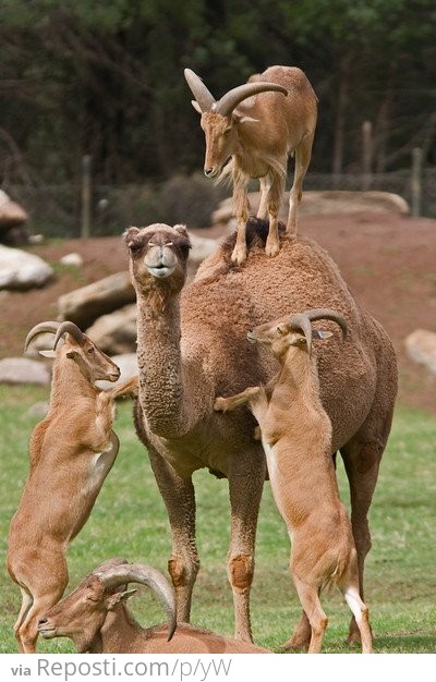 Ram Camel