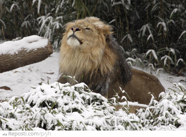 Lion Snow