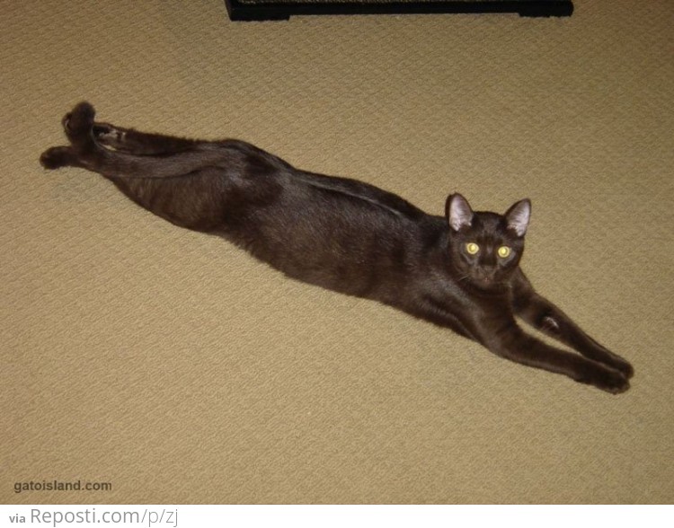 Stretchy Cat