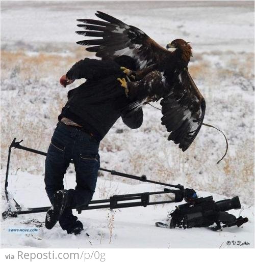 Eagle Attacks Photographer