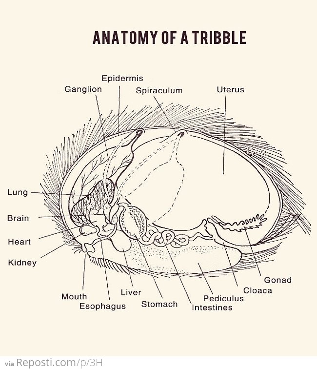 Anatomy of a Tribble