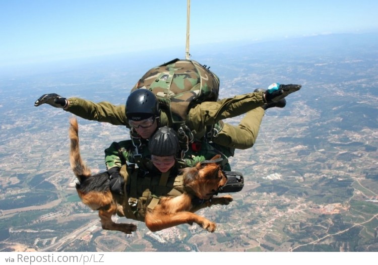 Skydiving Dog