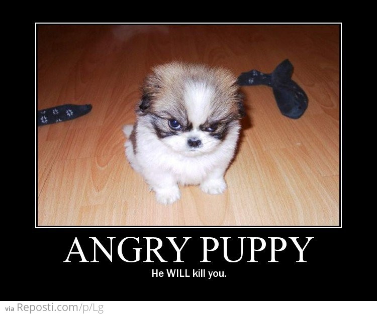 Angry Puppy