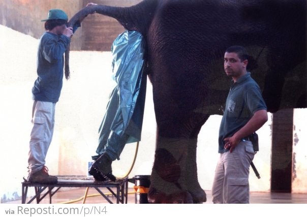 Elephant Inspector