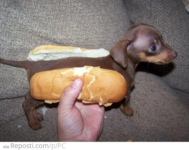 Hot Puppy Dog