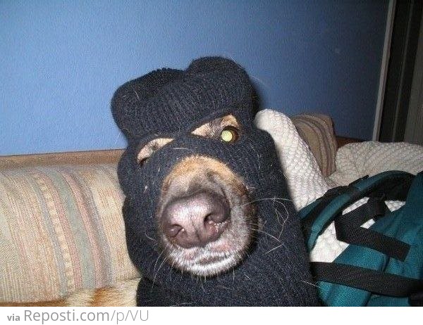 Dog Burglar