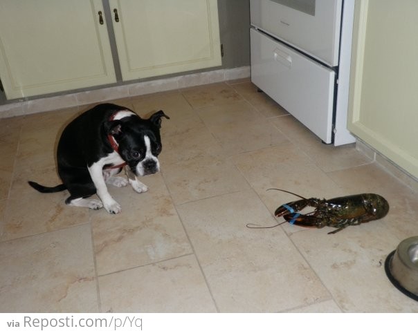 Dog vs. Lobster