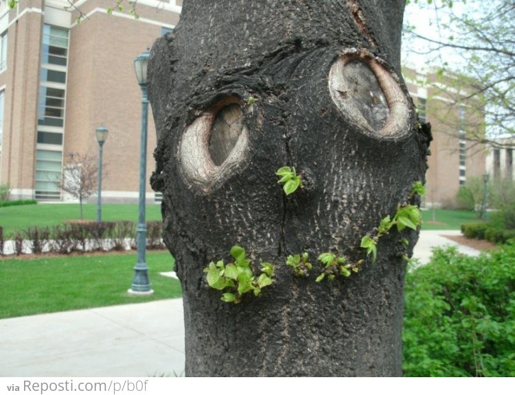 Happy Tree