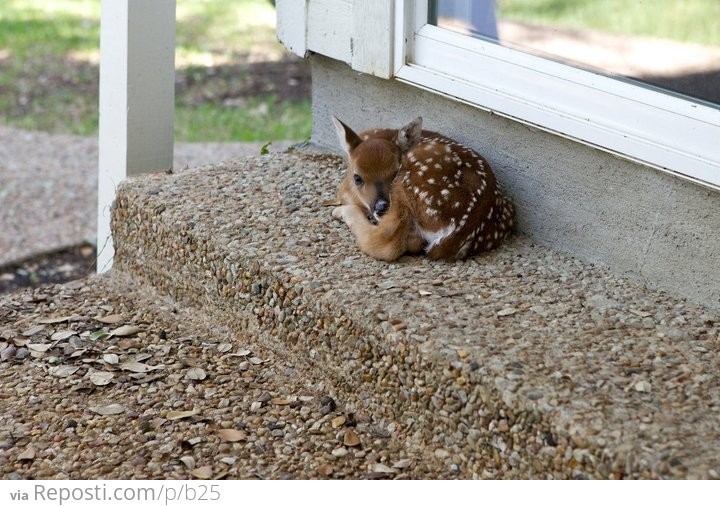 Baby Deer