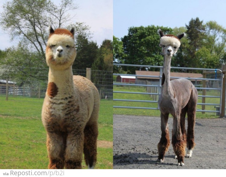 Alpaca Before and After