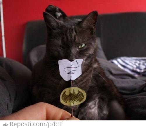 Batman Cat