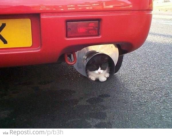 Tailpipe Cat