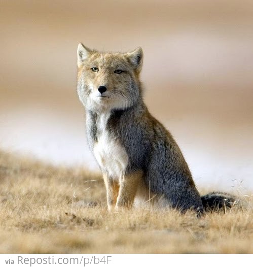 The Tibetan Sand Fox Is Disappoint