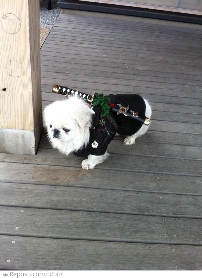 Samurai Dog