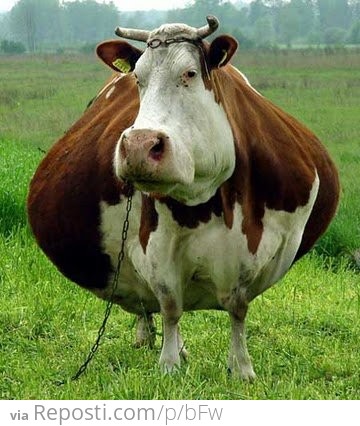 Fat Cow