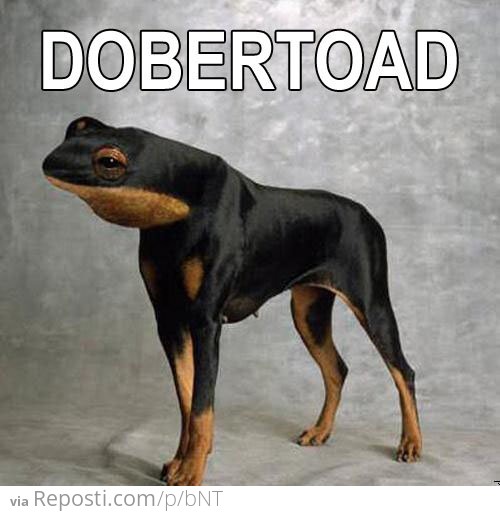 Dobertoad