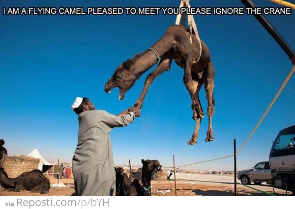 Pleased to meet you flying camel.