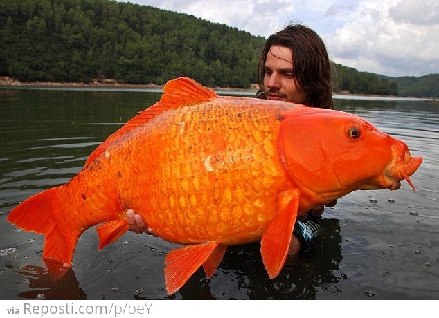 Big Goldfish