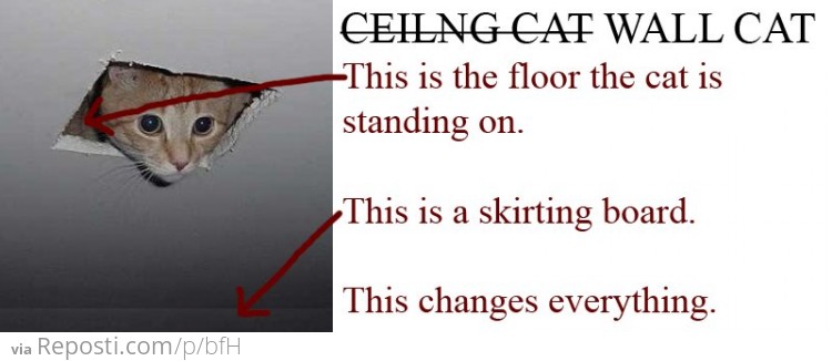 Ceiling Cat is Floor Cat