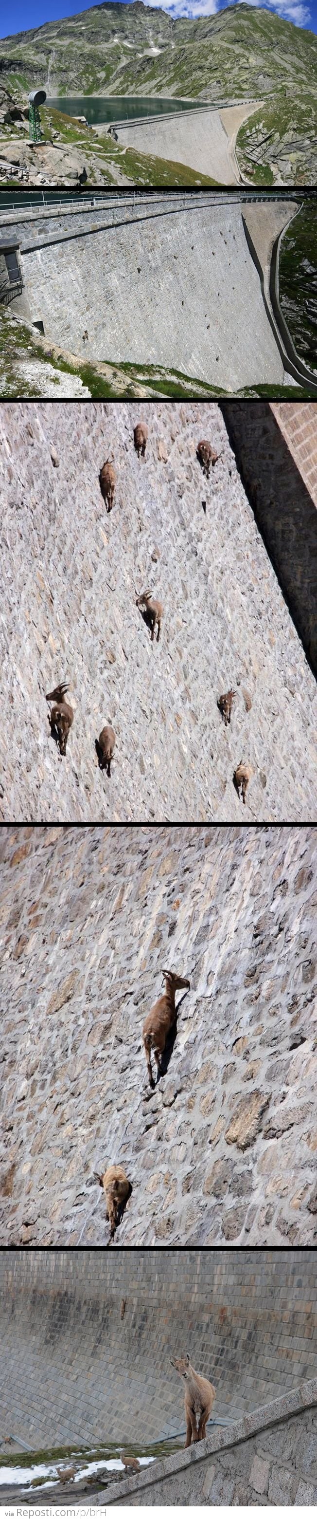 Dam Goats