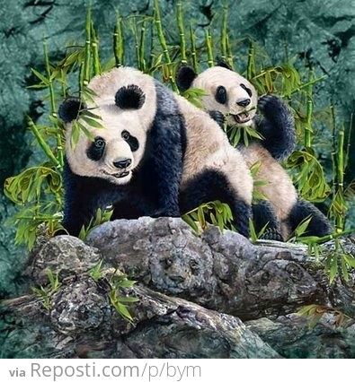 How many pandas can you find?