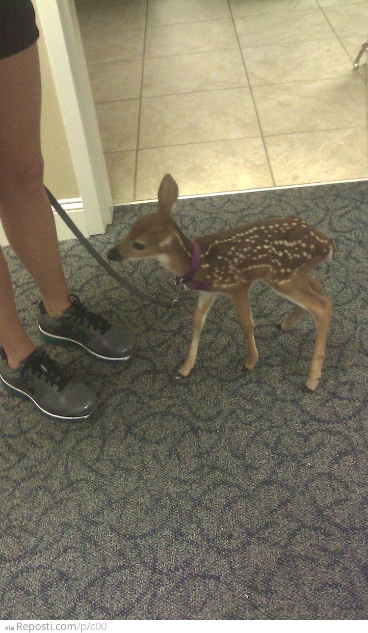 Just a baby deer on a leash...