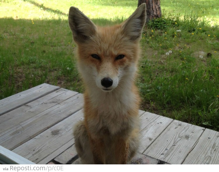 I think this fox wants to kill me