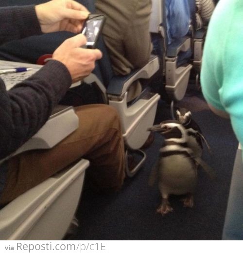 Penguins On A Plane