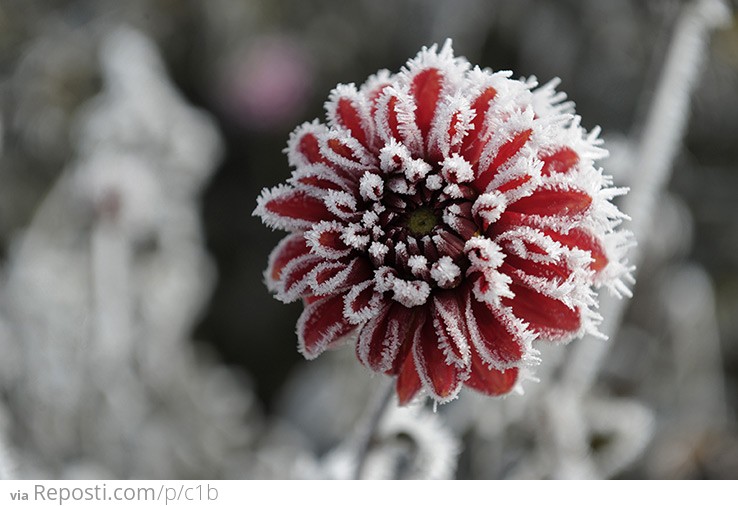 Dahlia With Frost