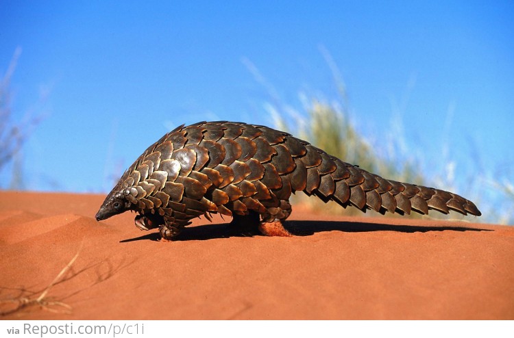 The Pangolin