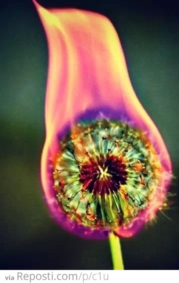 Dandelion on Fire