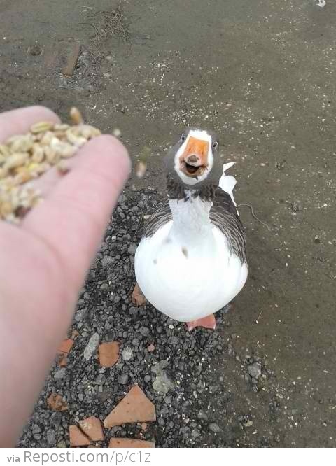 Goose Love