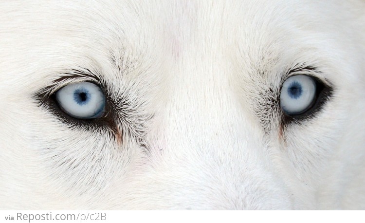 Husky Dog Eyes