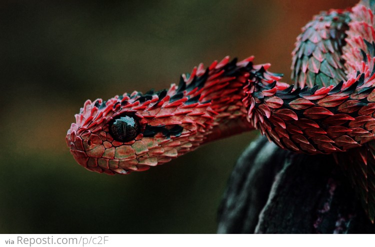 Indonesian Autumn Adder