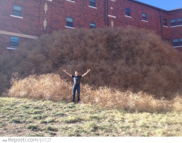 That's a really big pile of tumbleweeds