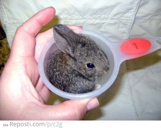 1 Cup of Bunny