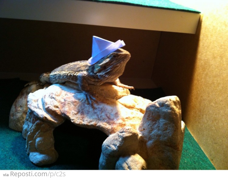 I made a hat for my lizard