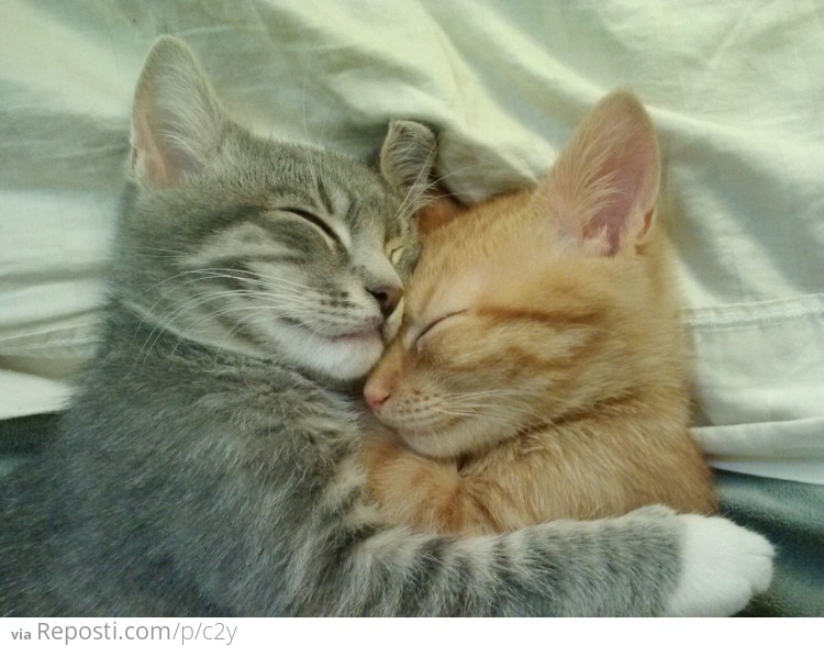 Cuddling Kitties