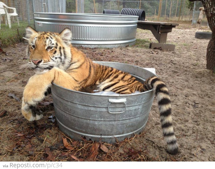 Tiger Bucket