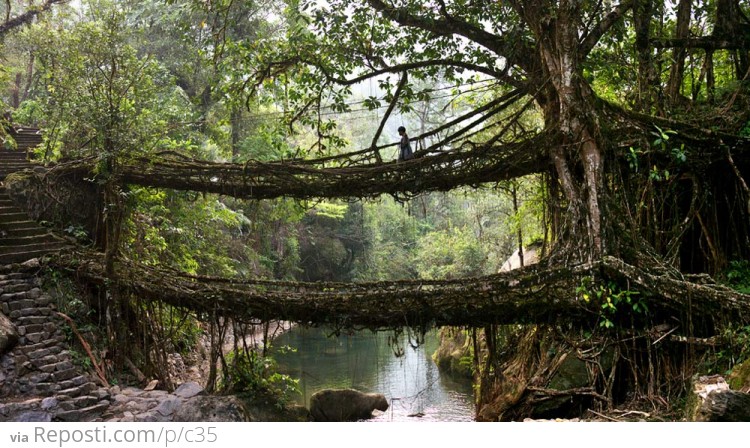 Natural Bridges of Nongriat in Meghalaya