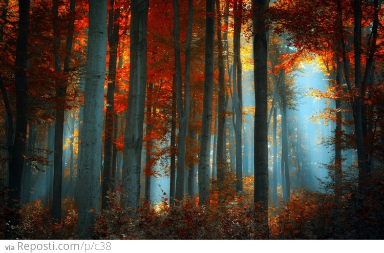 Fall Forest