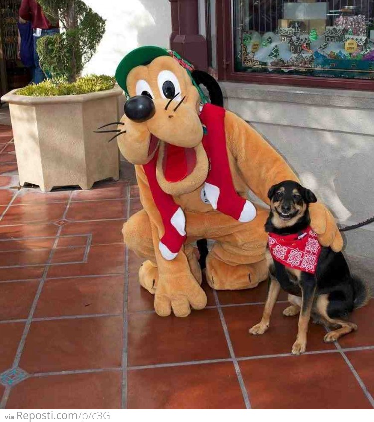 Dogs Love Pluto