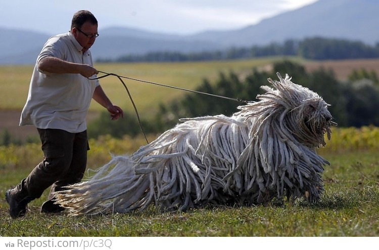 Hungarian Guard Dog